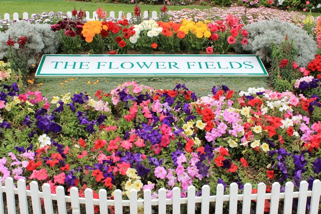 Cánh đồng hoa Carlsbad Ranch Flower Fields ở San Diego, California