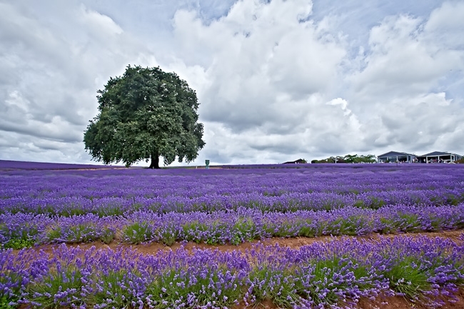 Cánh đồng hoa Lavender ở Tasmania