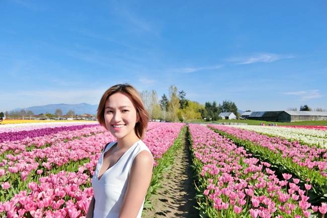 Vườn hoa Tulip ở Skagit Valley, bang Washington